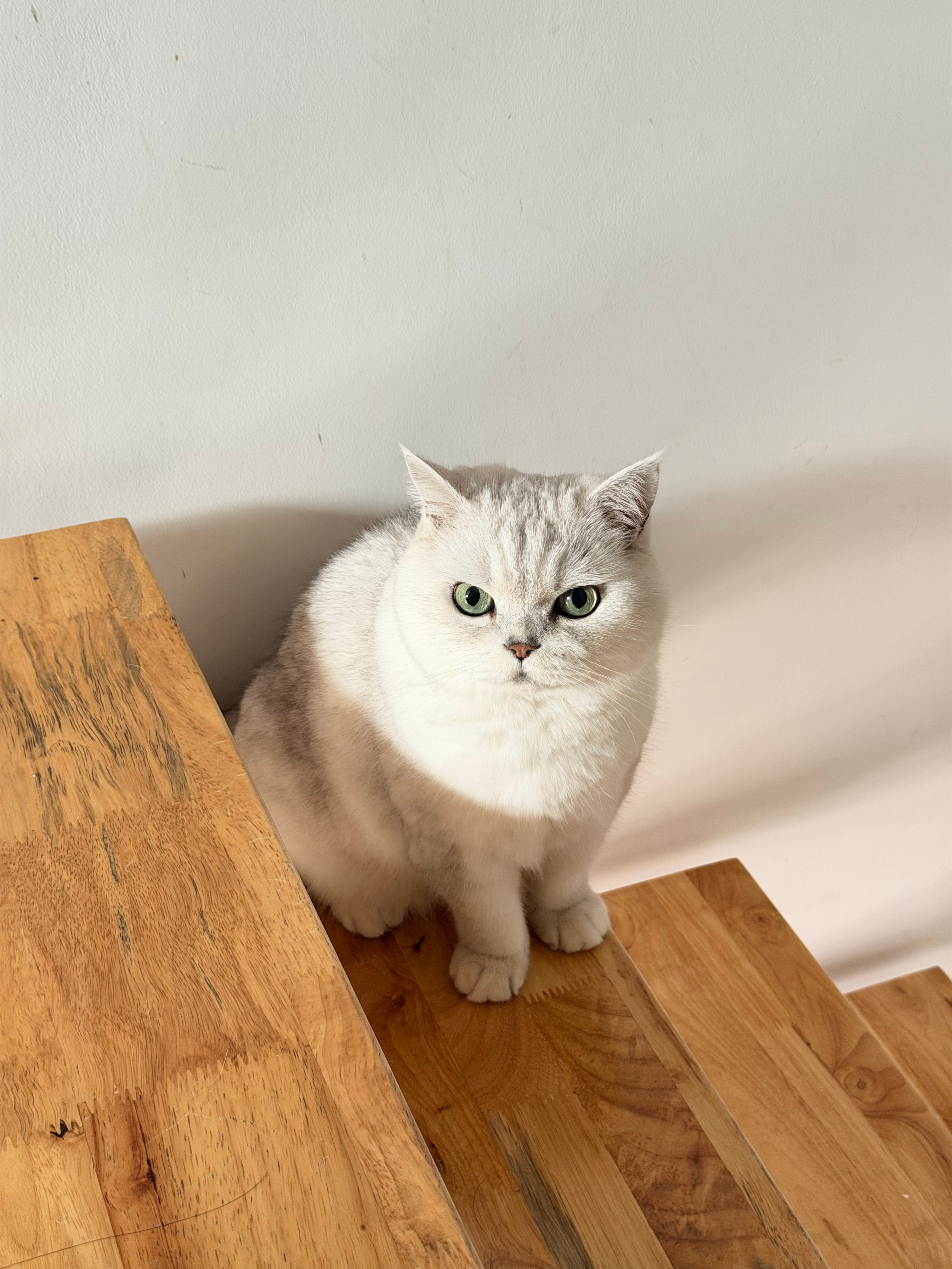 “一些ee和五月”猫咪一个亿