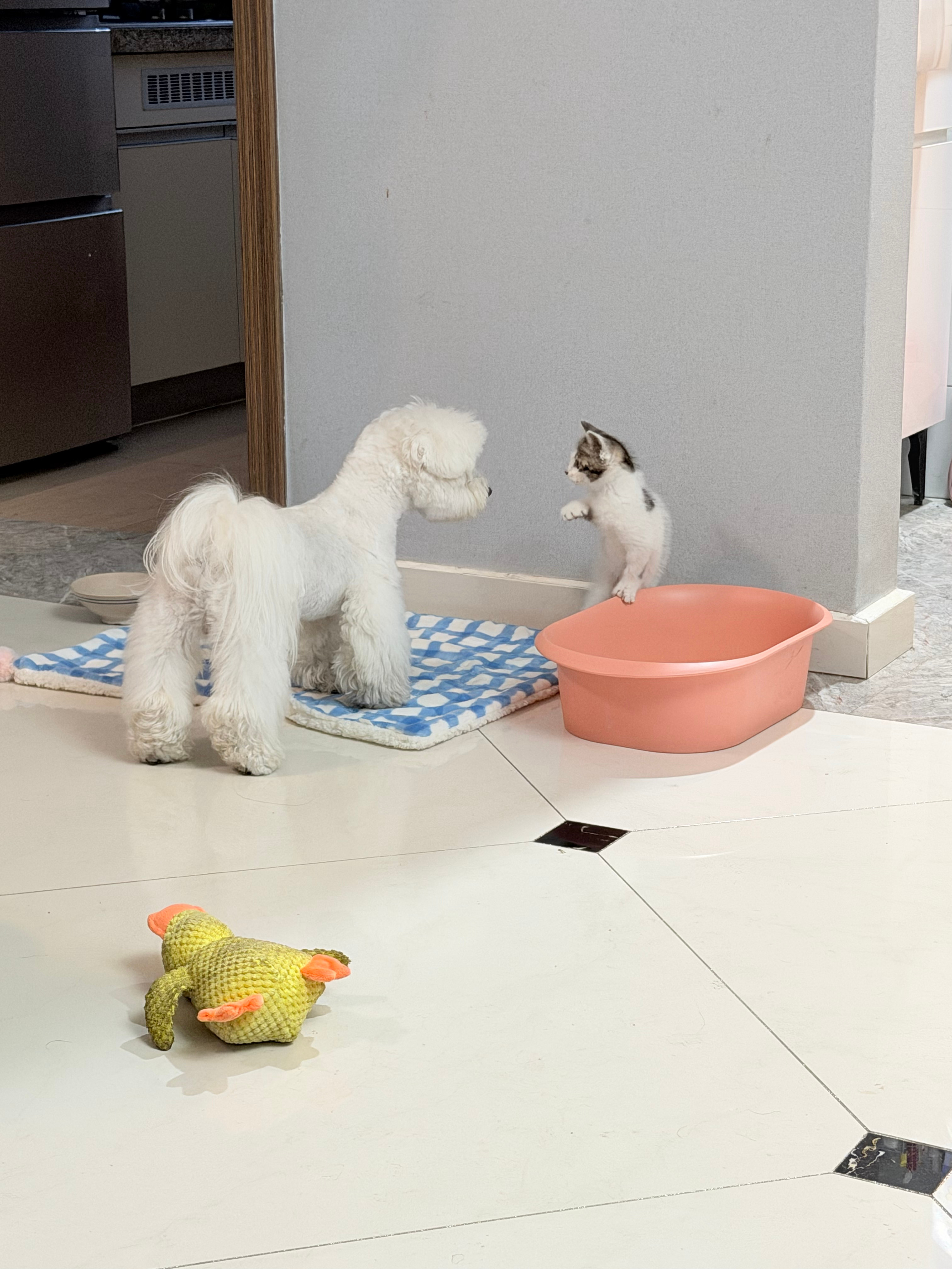 已然回平家里多了一个新成员小猫猫🐱 