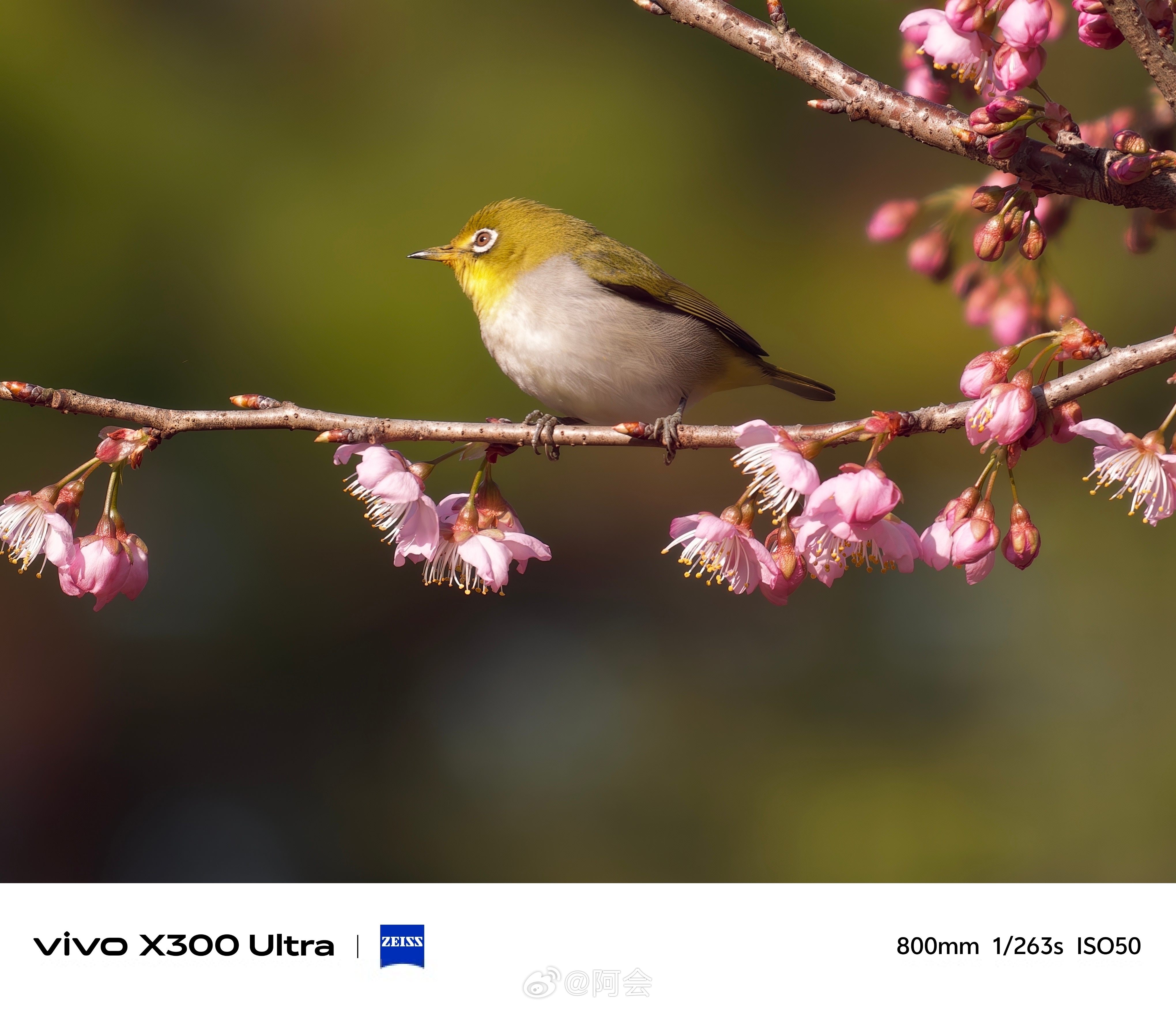 vivo的年度影像旗舰要来了看了官方发的样张确实定，不过你们只看到了远，看到了稳