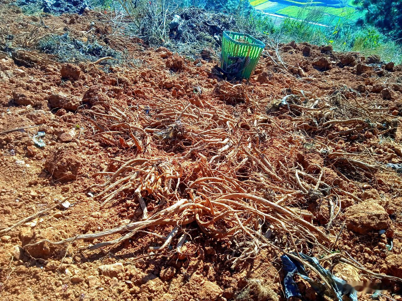 富良棚乡开始釆收药材，虽然今年药材回收价格行情不比往年乐观，偏低，全乡各村药材种