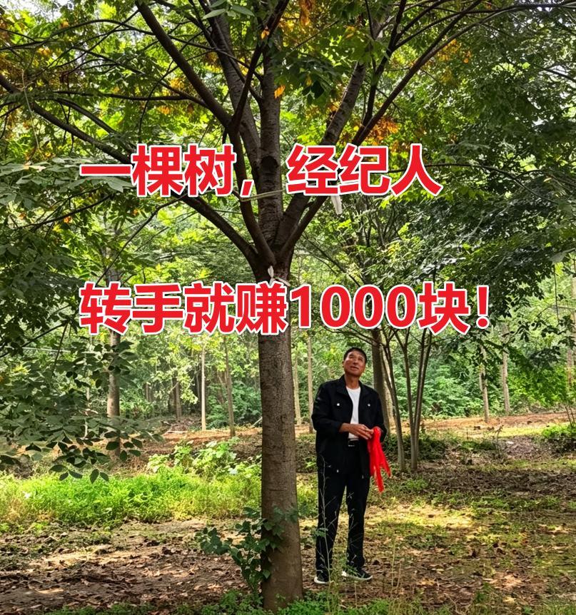 谁给谁打工？经纪人吃肉，苗农只能喝汤！？一棵榉树，经纪人1100收进来、2天后2