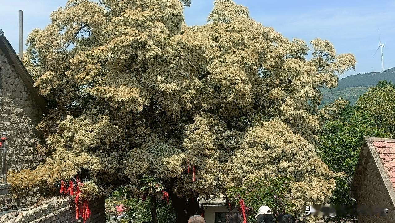再不来看就真的晚了！
今天是五一，孩子的六舅从东北来了，我们一家人来到了费县土山