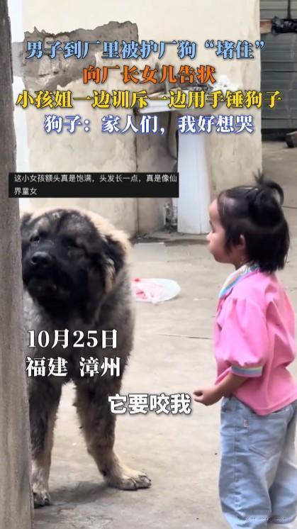 男子被护厂狗“堵住”向厂长女儿告状头号创作者激励计划对这种凶猛的大狗一定要小心，