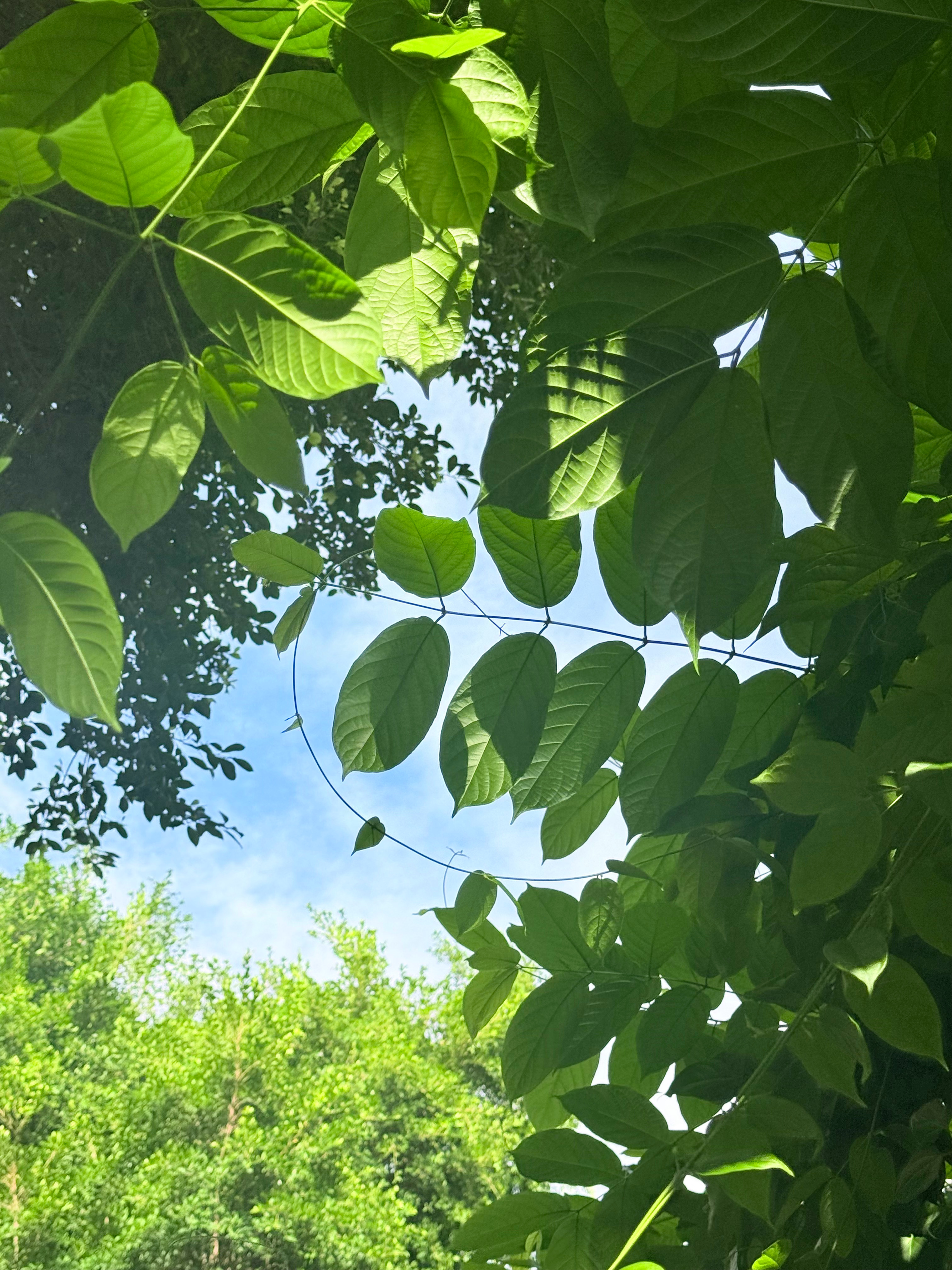 一个灿烂、美好的夏天，即将拉开帷幕。晨曦说