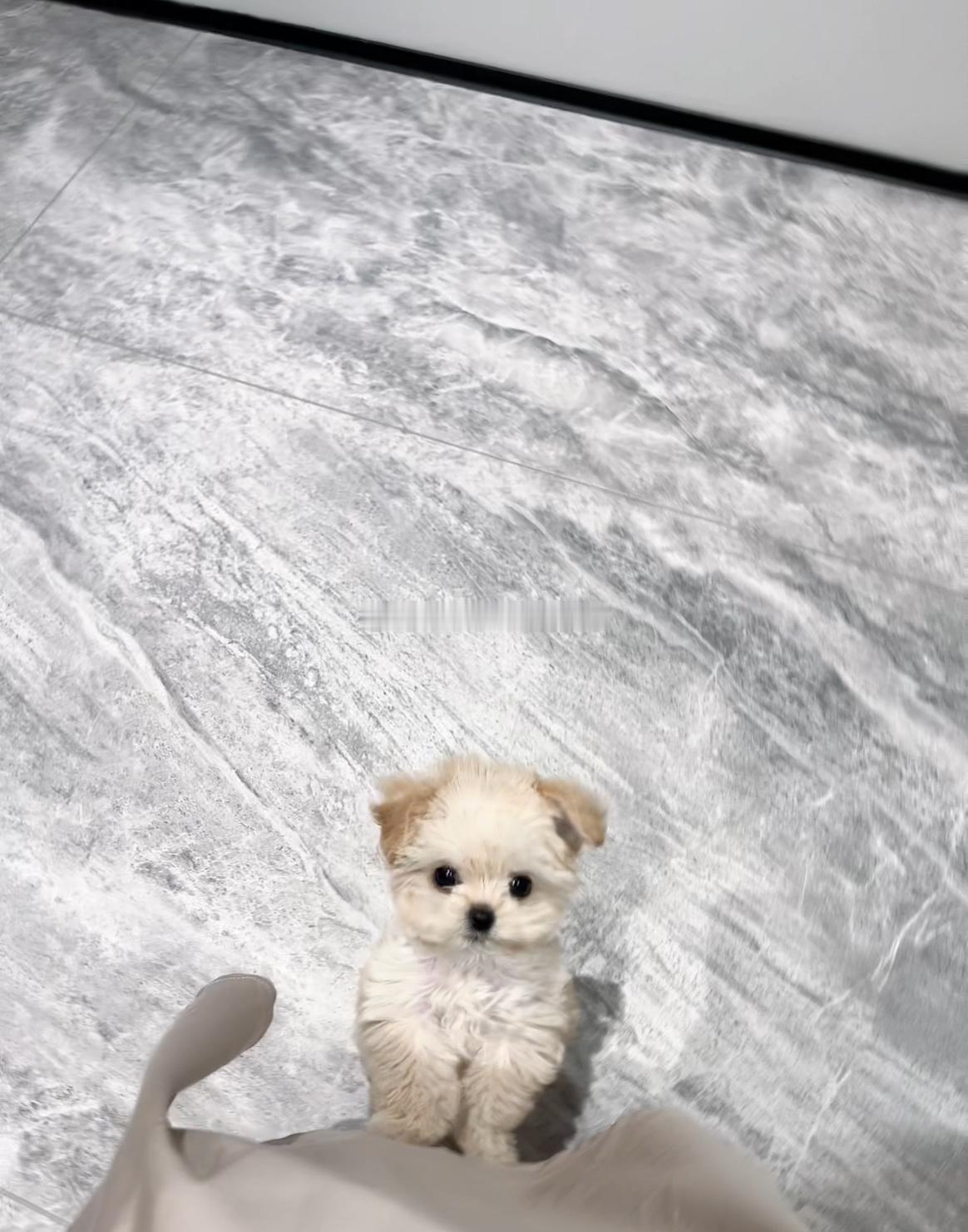 告诉狗狗我想吃鱼了