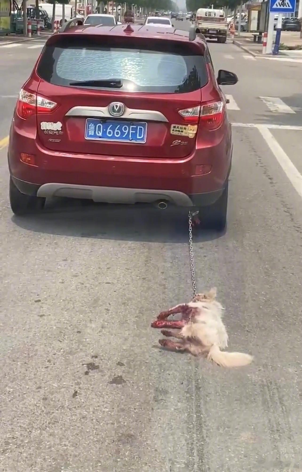 女子为开车拖行小狗道歉，称着急出门没注意。针对轿车当街拖行狗一事，小狗女主人回应