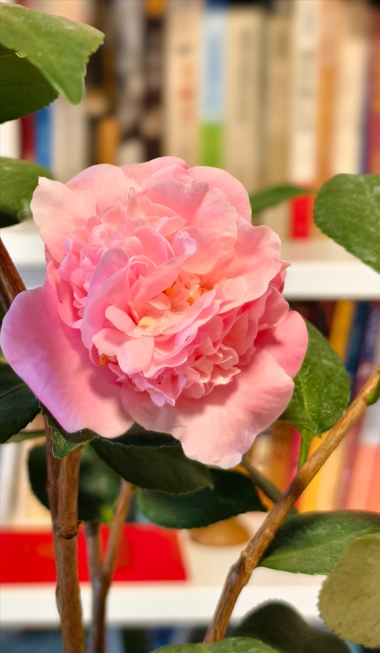 影薄谁停绣，香清似煮茶。
我的茶花绽放了，美的不可方物，宛若仙子，在冬日凌寒绽放