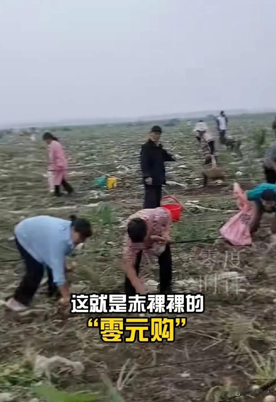 五百亩的土豆即将收获，在四天的时间里，竟被当地上千村民集体哄抢了精光。这样的事若