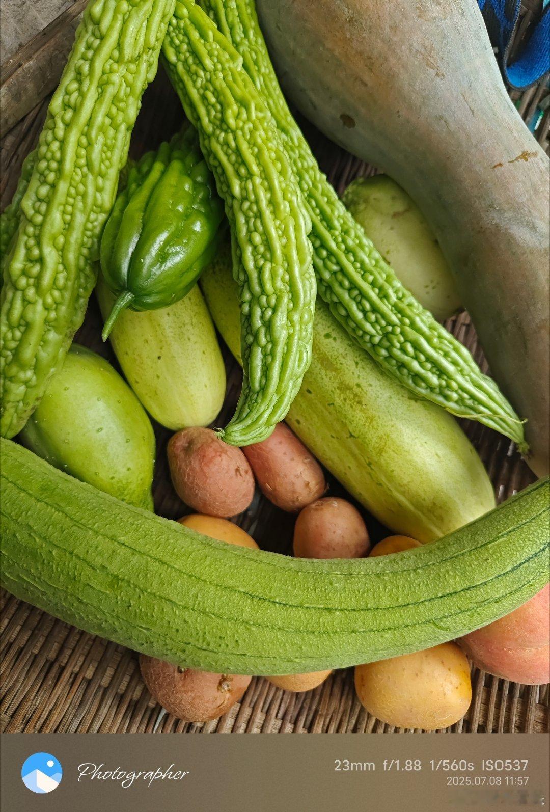 《菜园》​菜园在农村是庄稼的配角，存在感却极强。​菜园在城市确实多少人挚爱和或者