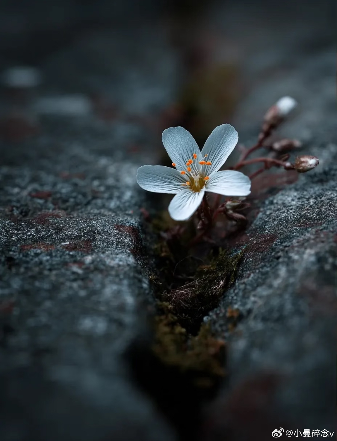 又少了一个有趣的灵魂现实很残酷，我们每个人不得不面对这些突然的变故，我们总以为来