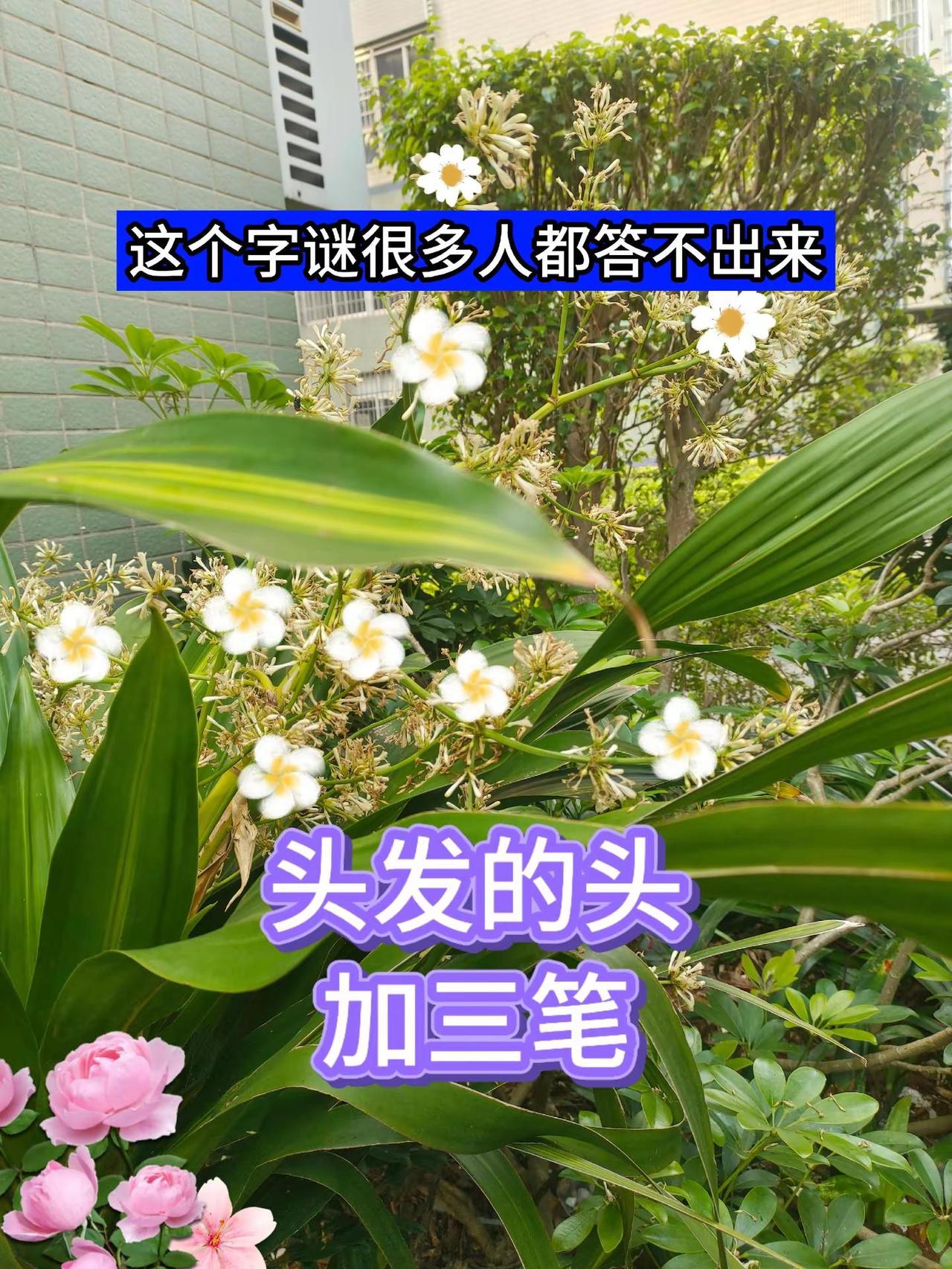 每天学习小知识 植物小窍门 有用的知识又增加啦 猜字上热门