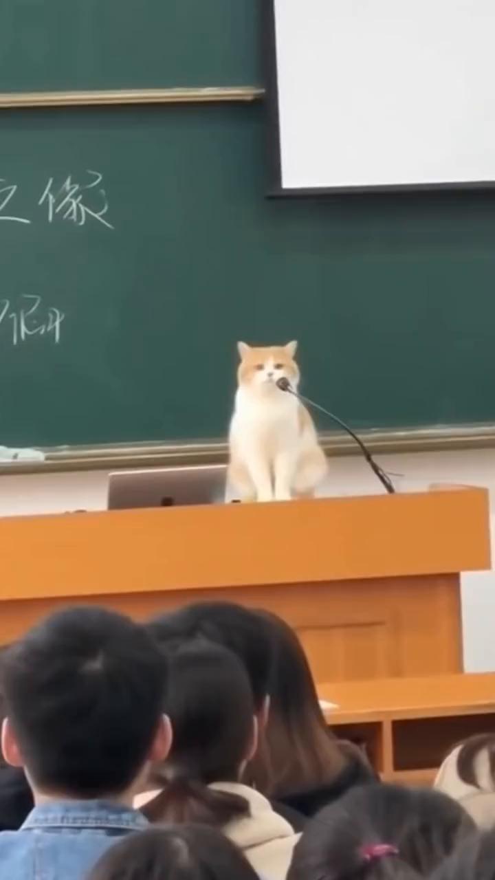 Cats vs. Class。
It made a sound during c