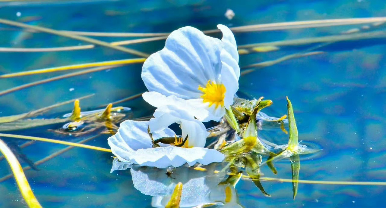 夏日的泸沽湖，就爱你的“水性杨花”！ ​​​