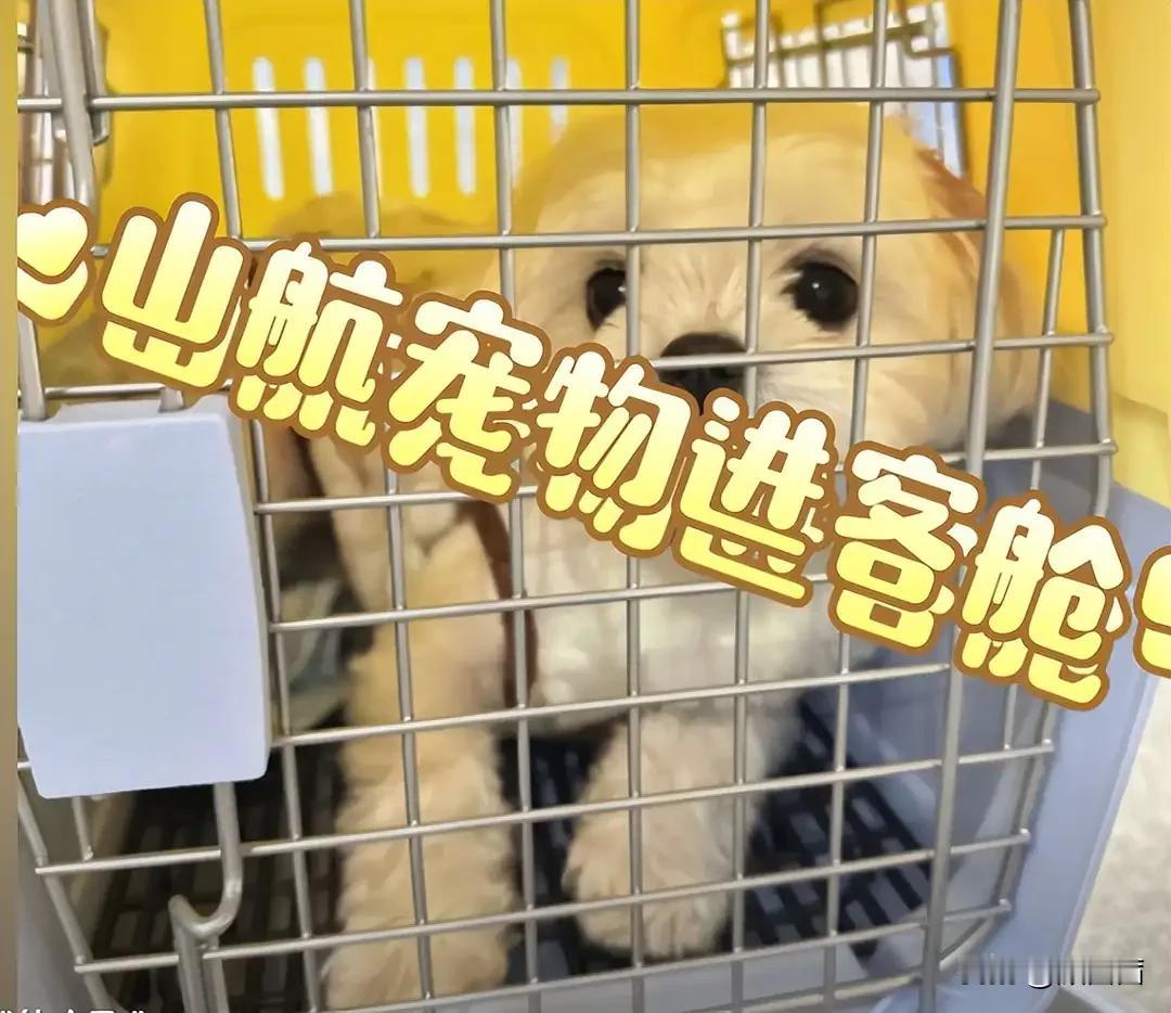 山航悄悄放开宠物进客舱，收费1399元一只，网友直接吵翻了！
最近山东航空的一项
