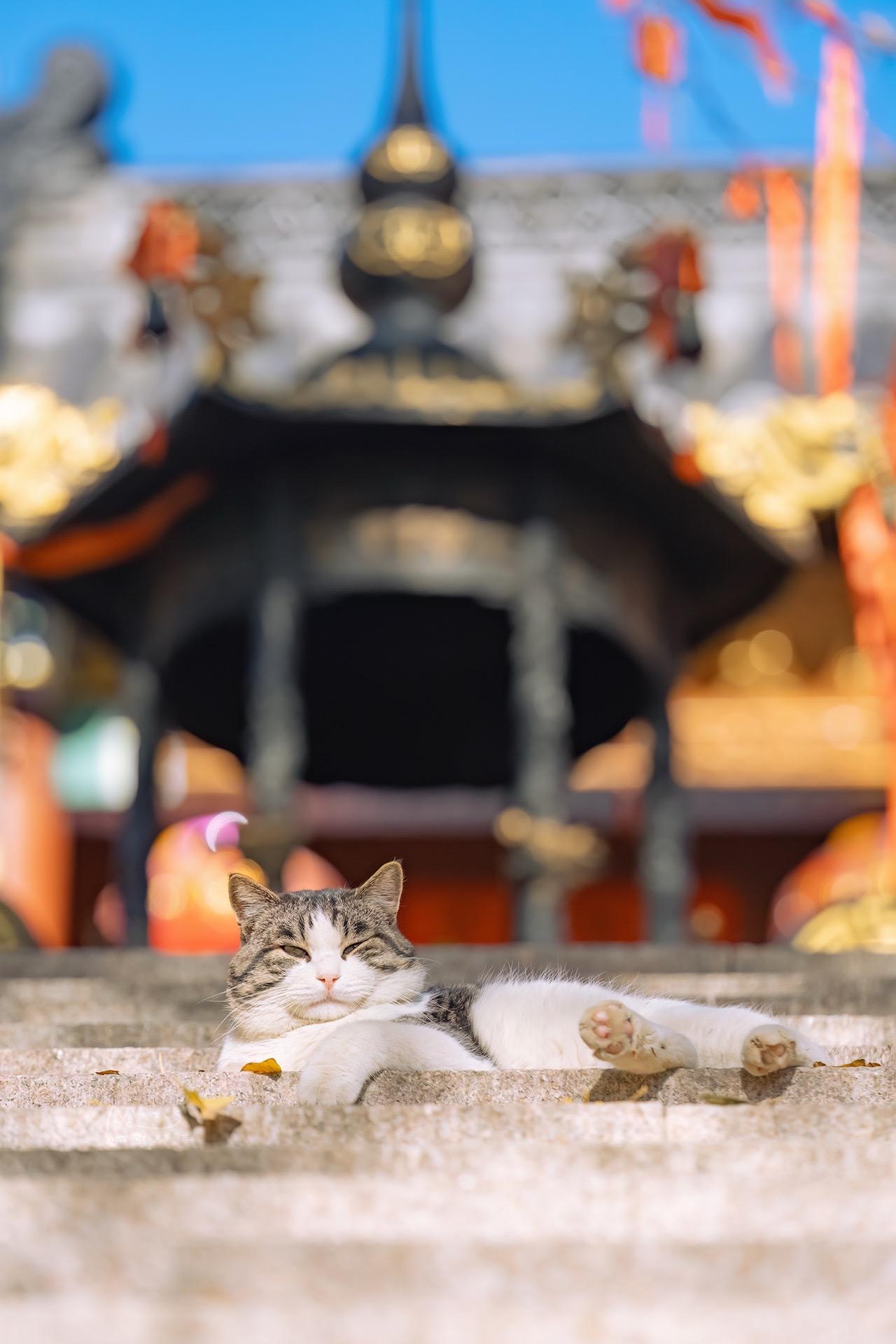 古寺里的小胖狸，心宽体月半。前不久在青岛古寺遇见的，小胖狸这身板像个小...