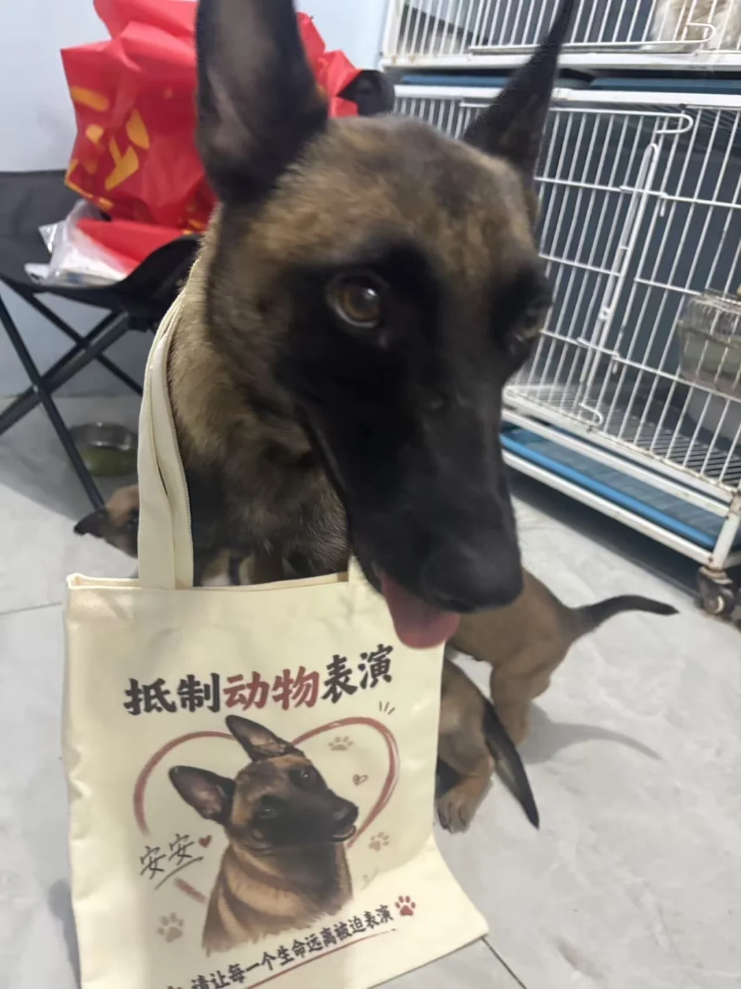 安安版抵制动物表演包包！