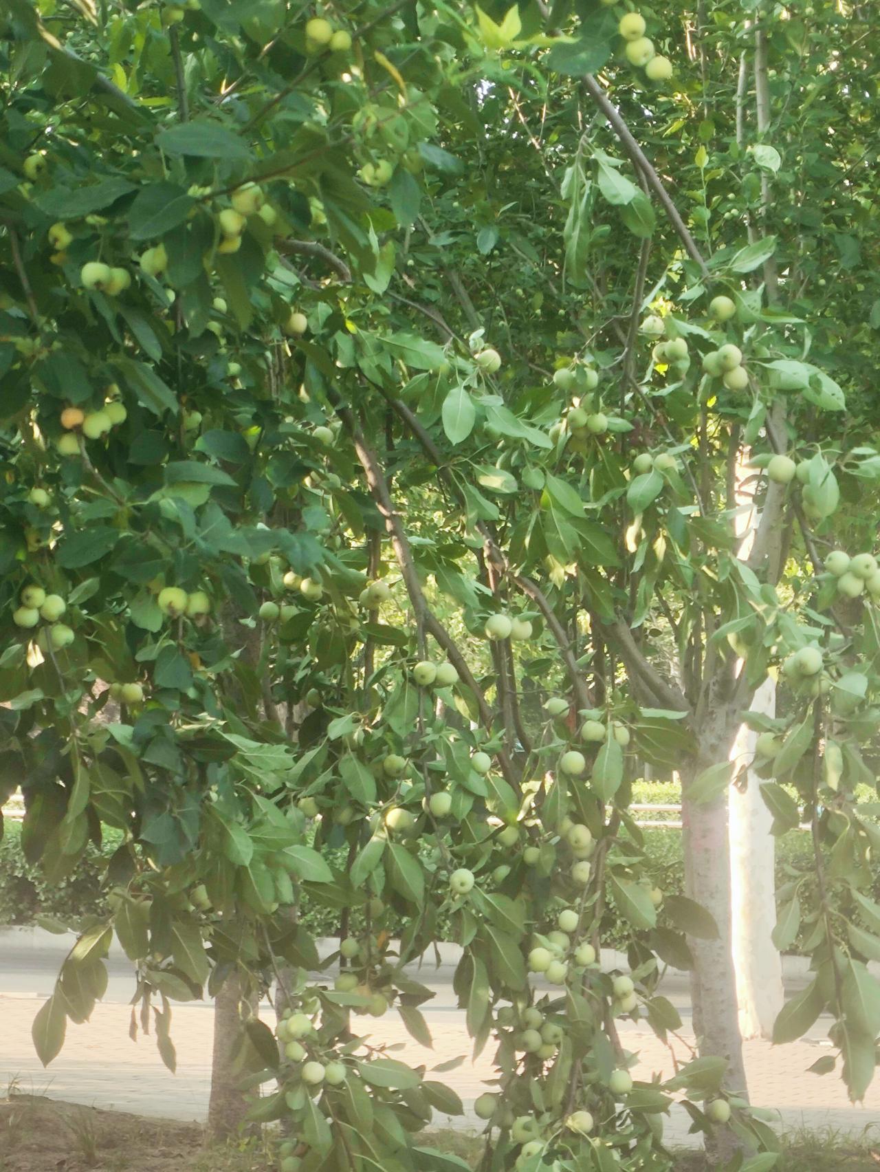 夏日生活打卡季今天我为我的孩子祈福！愿我的儿子：承乾坤之正气，立天地之威仪。遇事