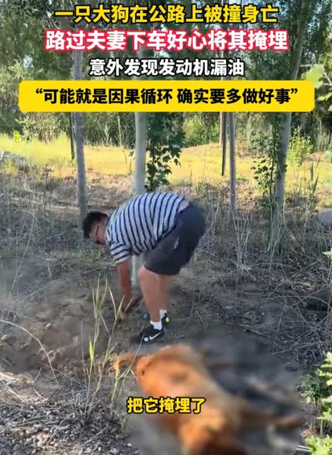 [微风]万万没想到，内蒙古，一对夫妻驾车行驶在路上时，发现公路上有一只被撞死的大