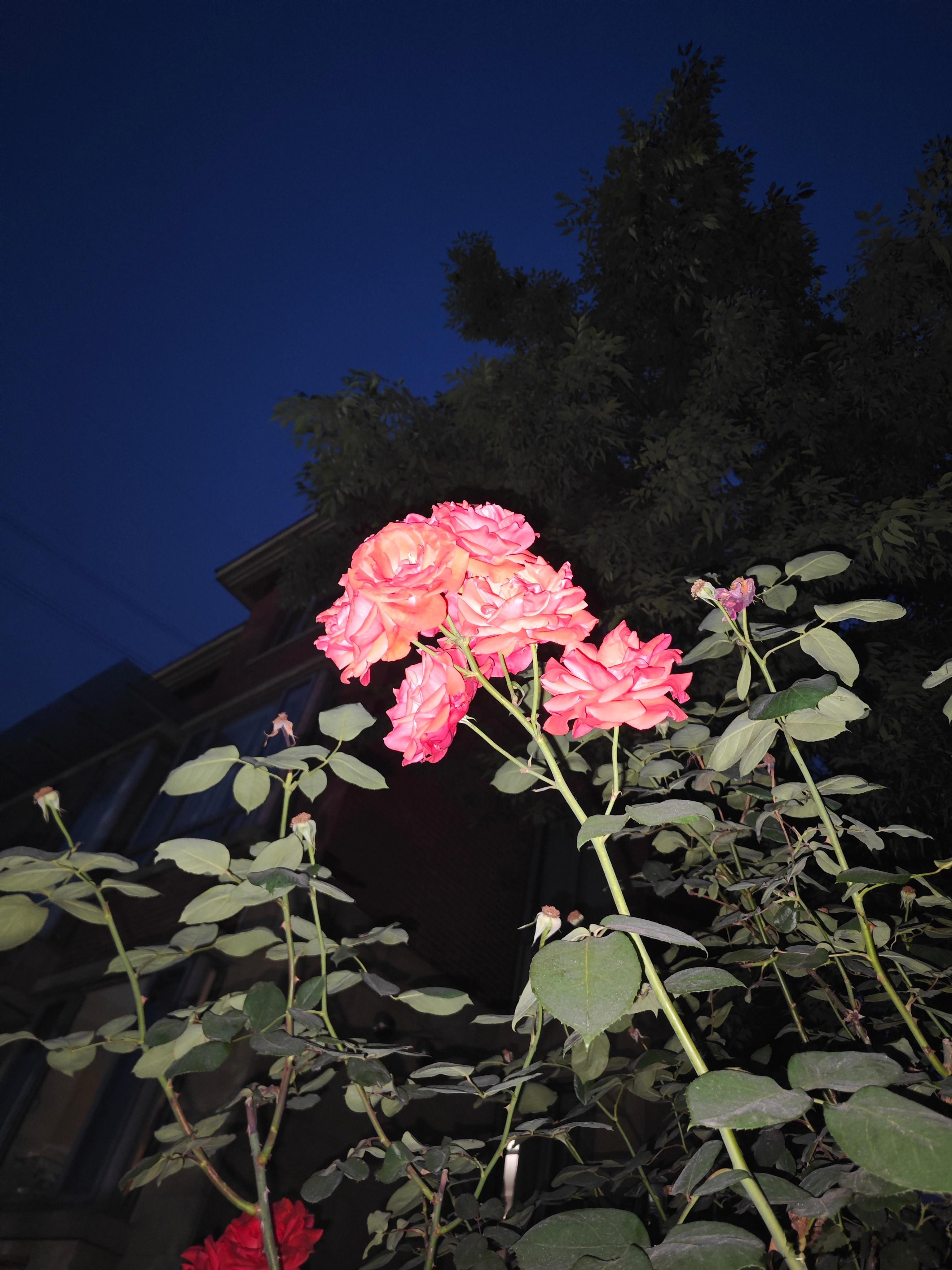 不追光，自成光，暗夜盛放的月季太惊艳。 早安