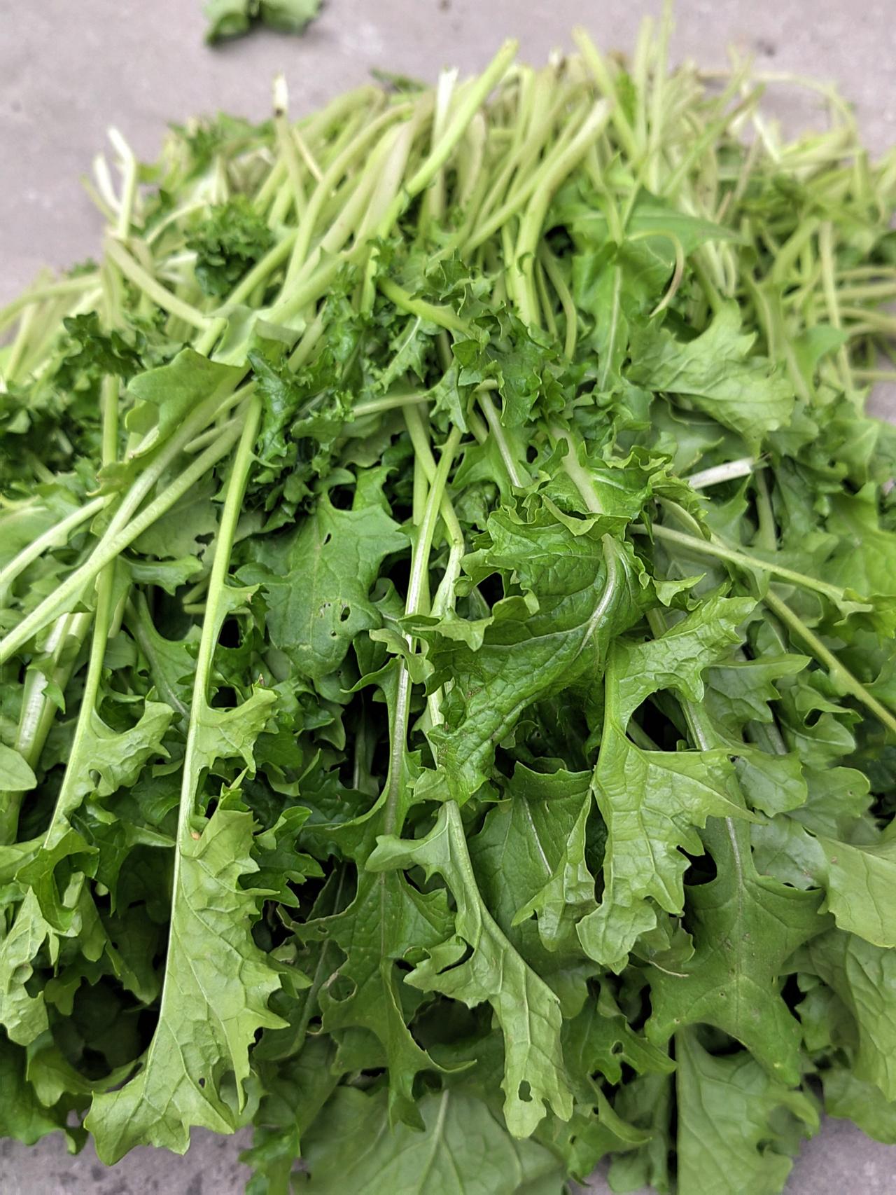 侄女又给我送来一把鲜菜，我收拾一下，就想放到冰箱里 去。
前两天她送来一次了，我