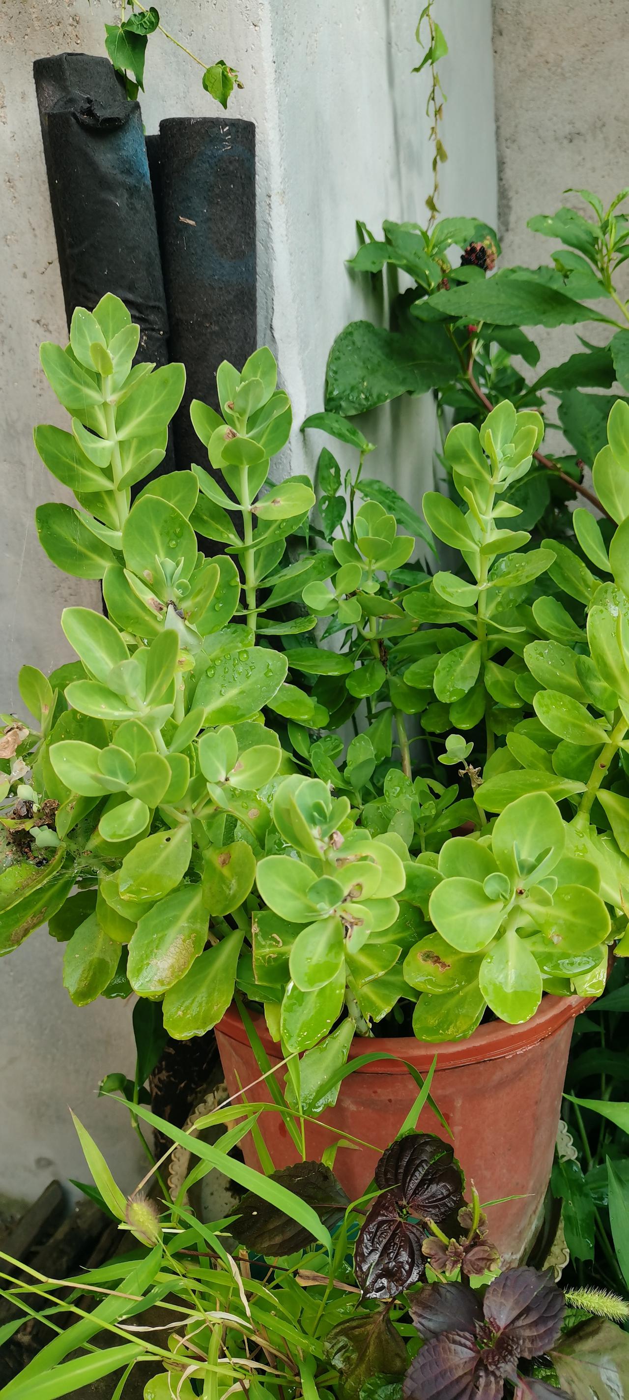 夏日生活打卡季蚊虫草