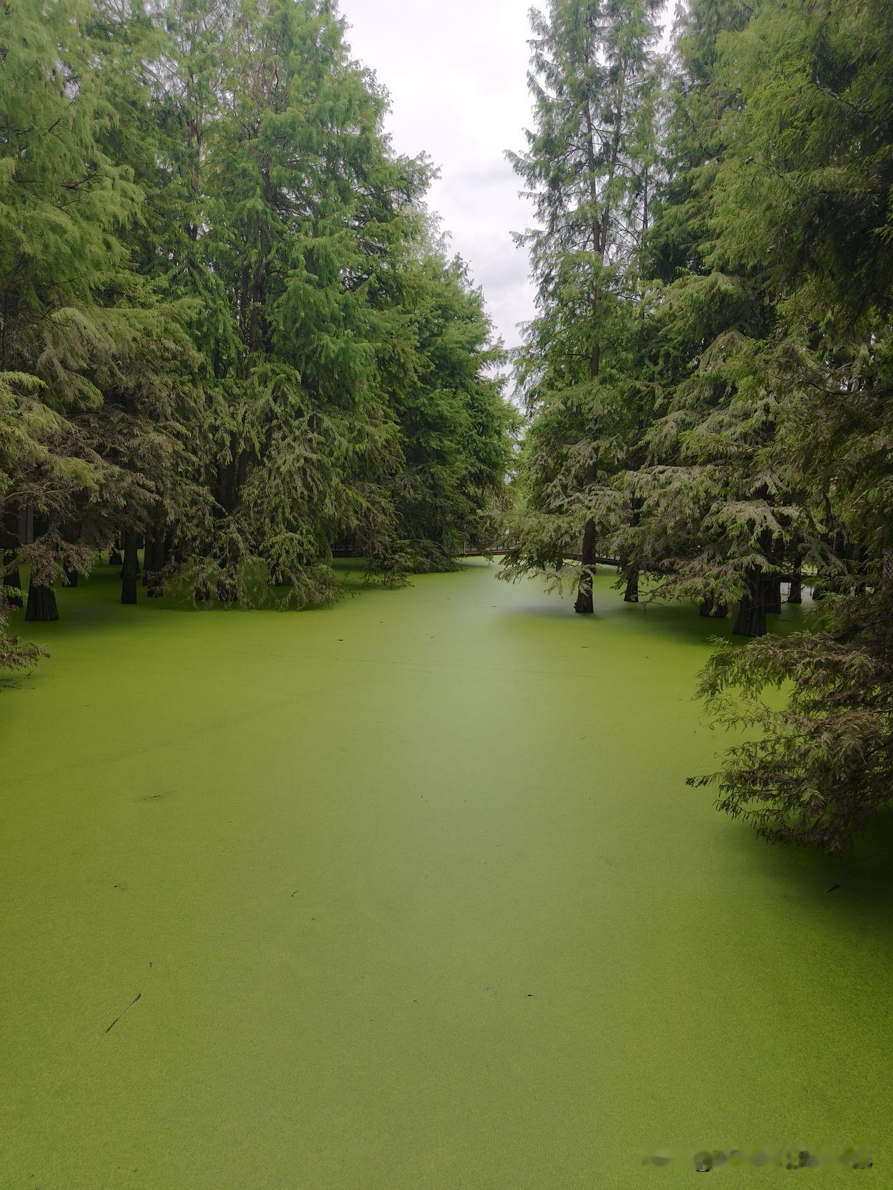 漫步水上森林，浮萍铺满水面，高大水杉静静伫立。林间偶遇几只闲鹅，悠悠踱步，世间喧