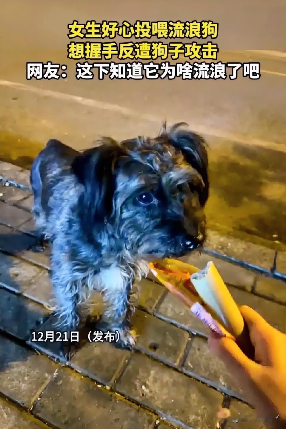 这事得给所有人提了个醒：流浪狗长期漂泊，极度缺乏安全感，对人类的戒备心极强，贸然