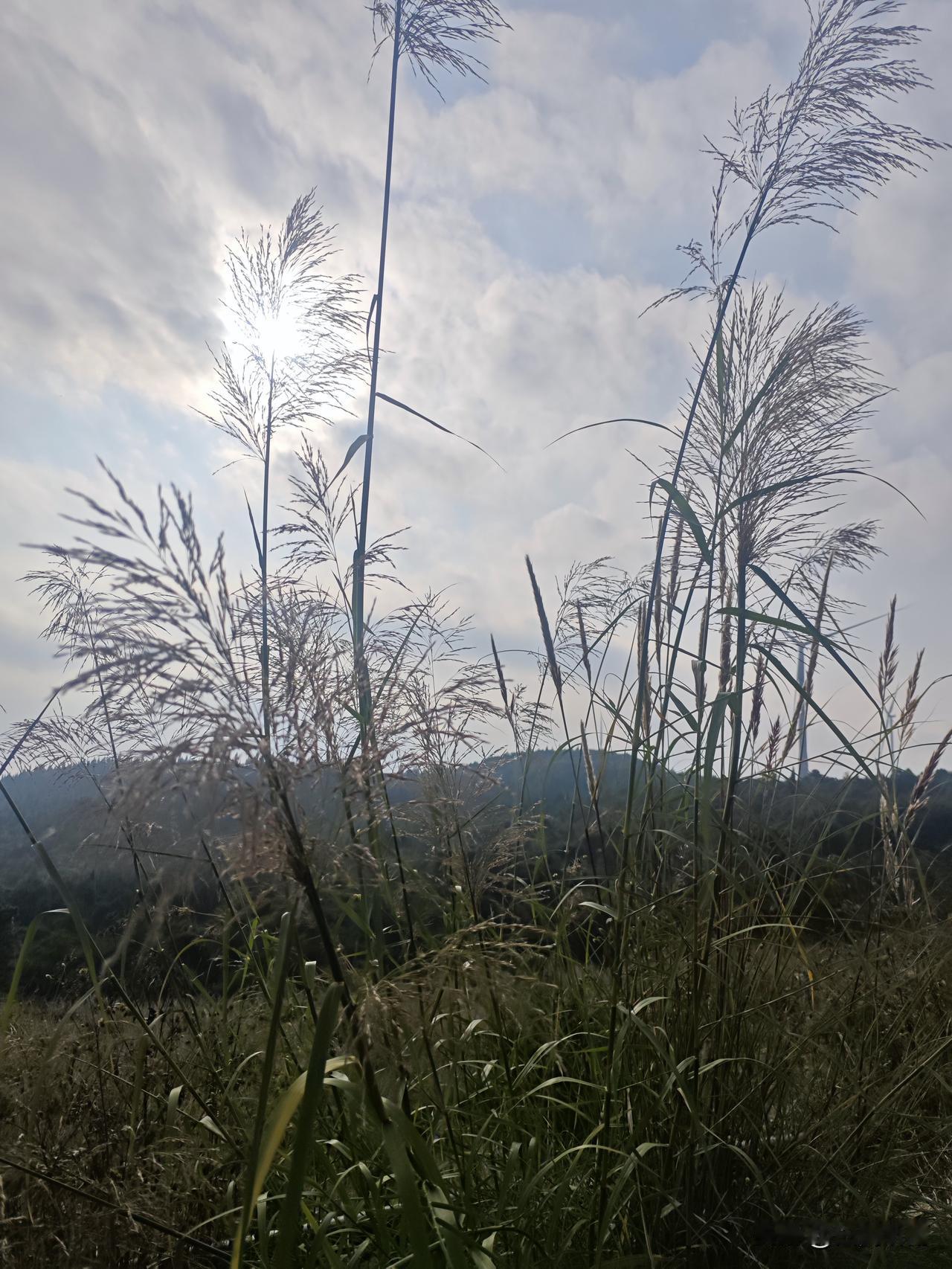 可以分享一张秋景的树叶的照片吗？故乡的秋云南,彩云之南,美不美?