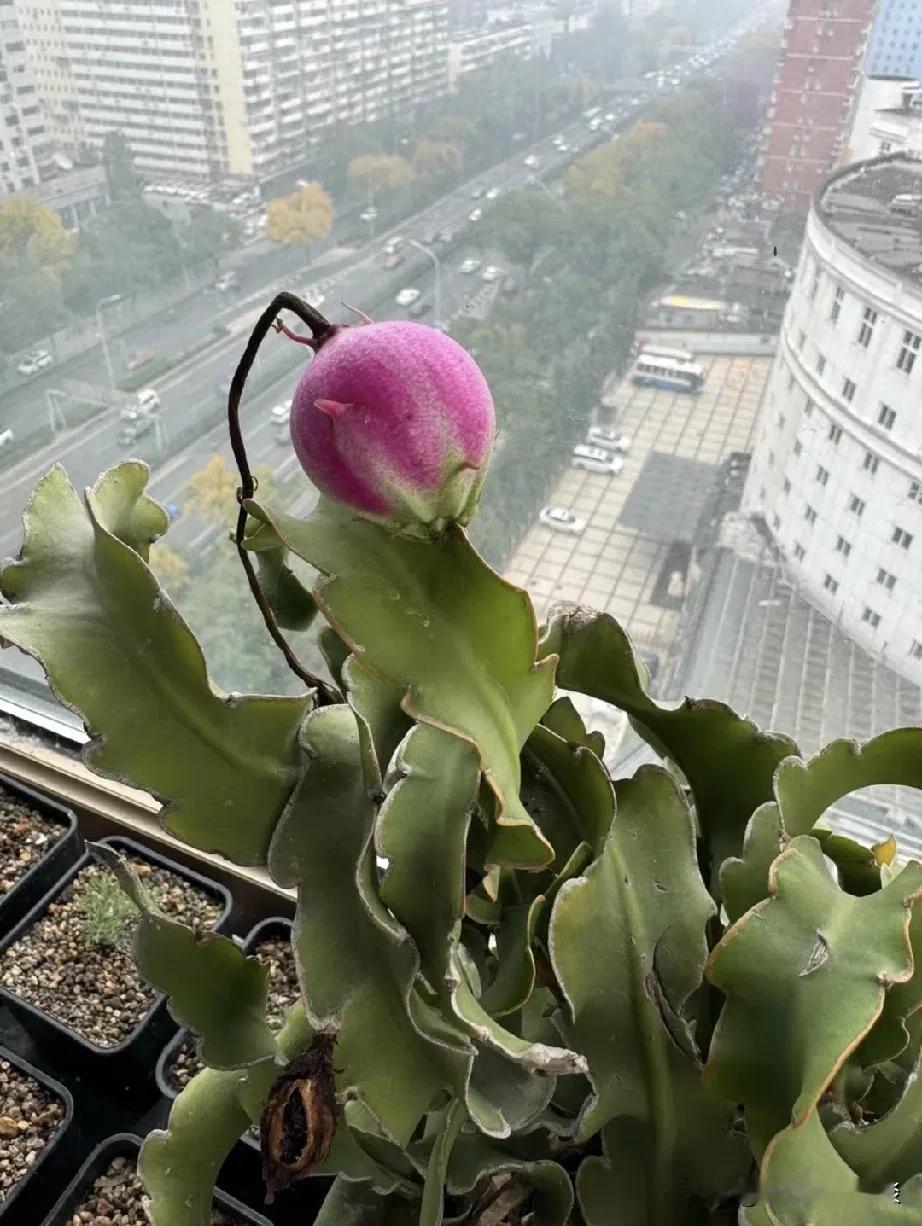 我家夏天开的小叶昙花。
我只想能不能够把它弄到春节期间开呢，有没有这种可能？
