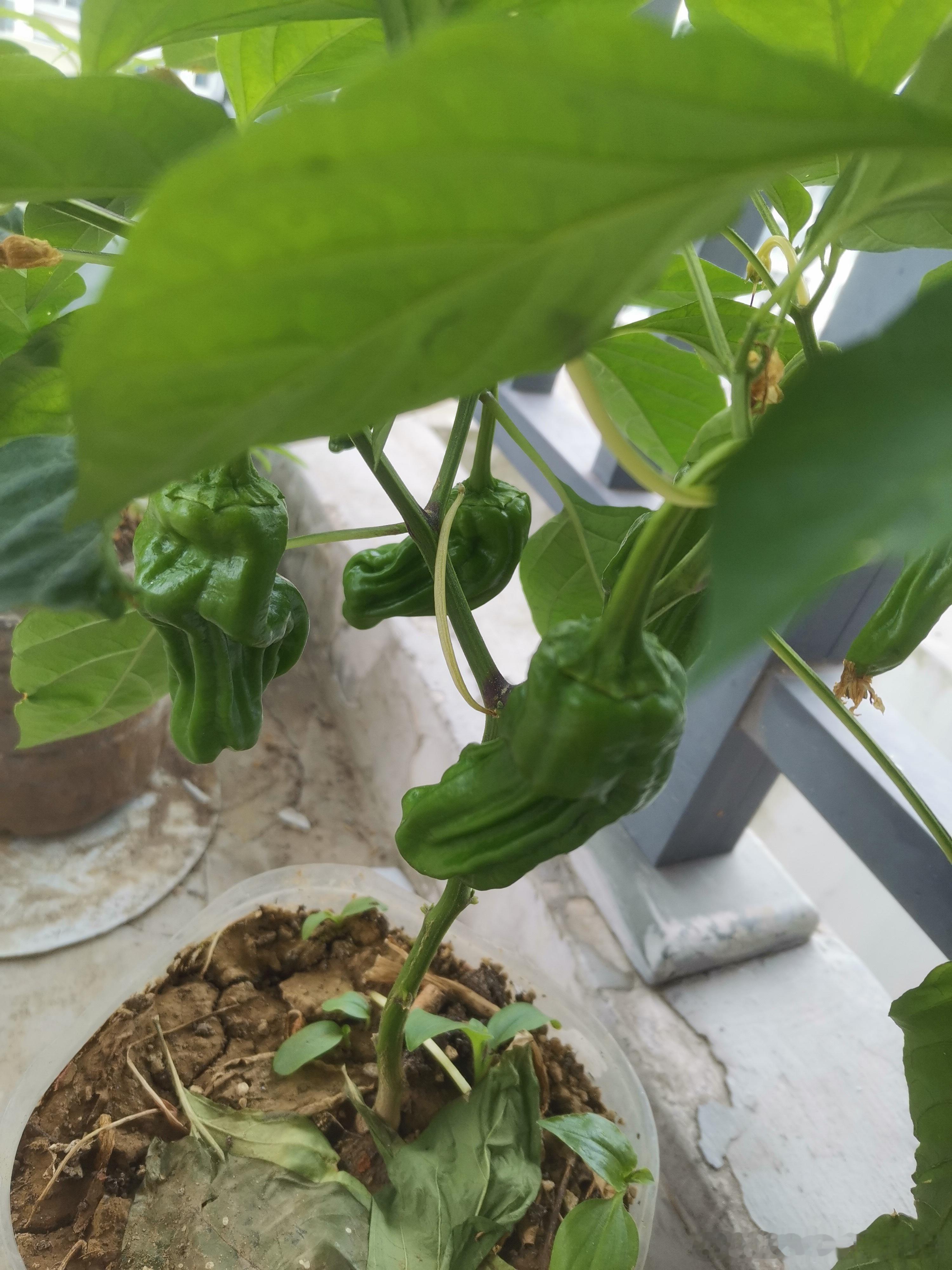 前段时间逛菜场，看到有人在卖辣椒苗。家里还留着之前种花的花盆，我就好奇买了一棵回