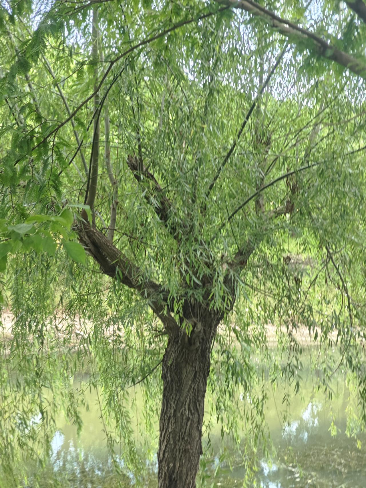 水边这株垂柳，枝干苍劲粗糙，细长柳条柔垂而下，细叶青翠鲜嫩，临水而生，微风拂过枝