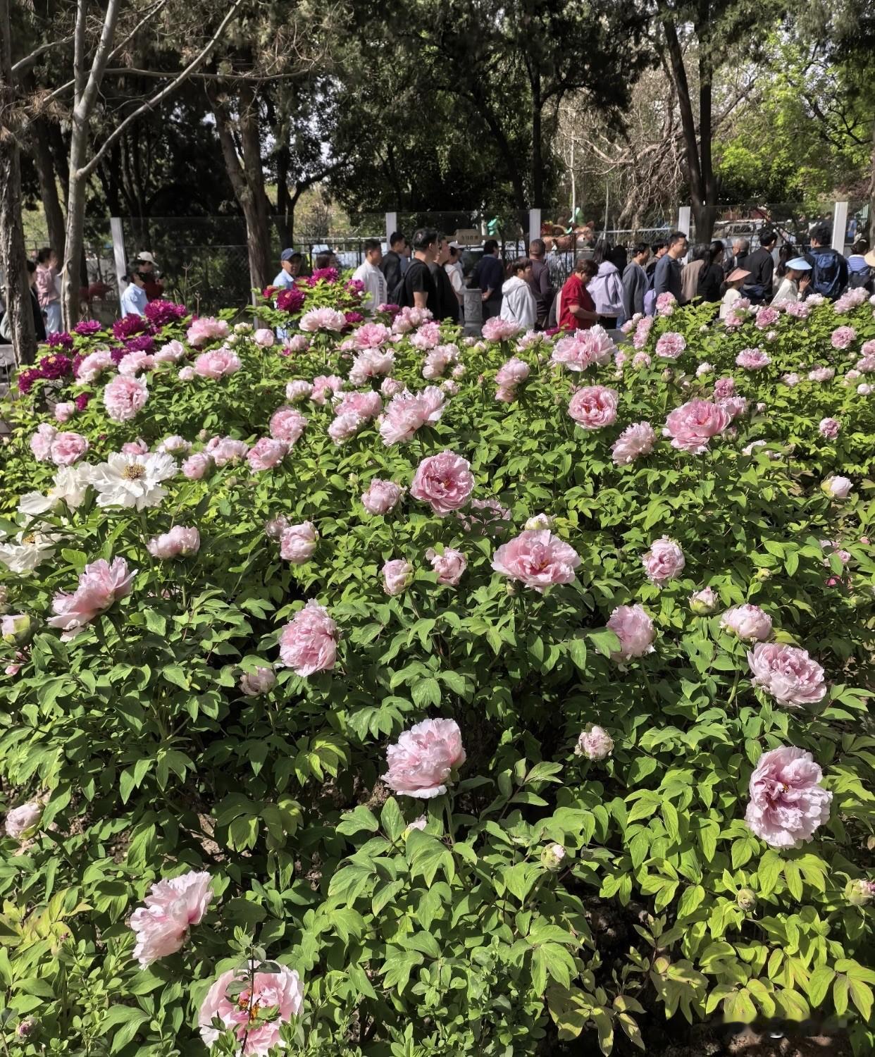 请您对下联？
下联：一园春色醉人心
上联：万朵牡丹开锦绣
下联：一园春色醉人心