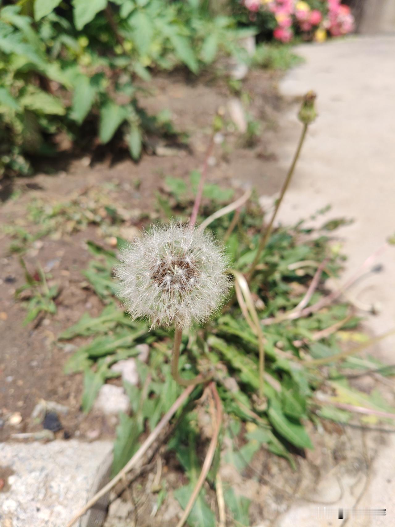 小时候我都不认识它，老年人们说他叫婆婆英。后来有一首蒲公英的种子的歌曲。我才第一