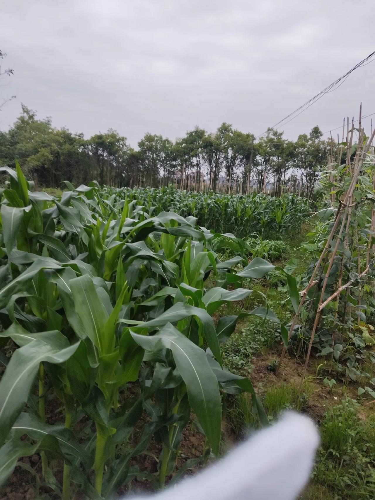 农民种一亩地能养活自己吗?农民种一亩地肯定不能养活一家人(二个人以上)，但如果在