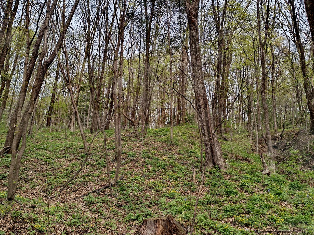 春天又绿红叶谷
快到蛟河市红叶谷去看看吧，早春的风光居然这么漂亮
