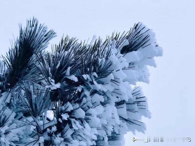 上联:雪裹松枝开玉画
下联:霜凝柳叶绽金笺