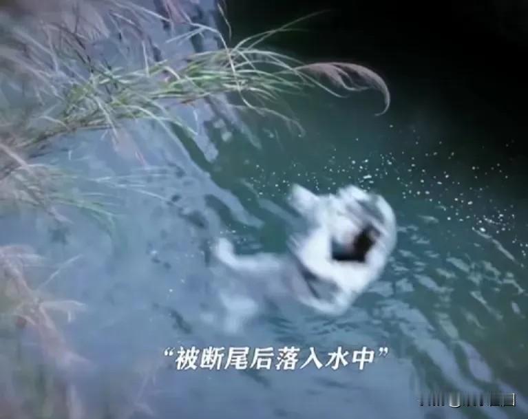 从璟的死能看出，小夭真正爱上一个人时会变得疯狂且不顾一切，即便对方离世，她也要嫁