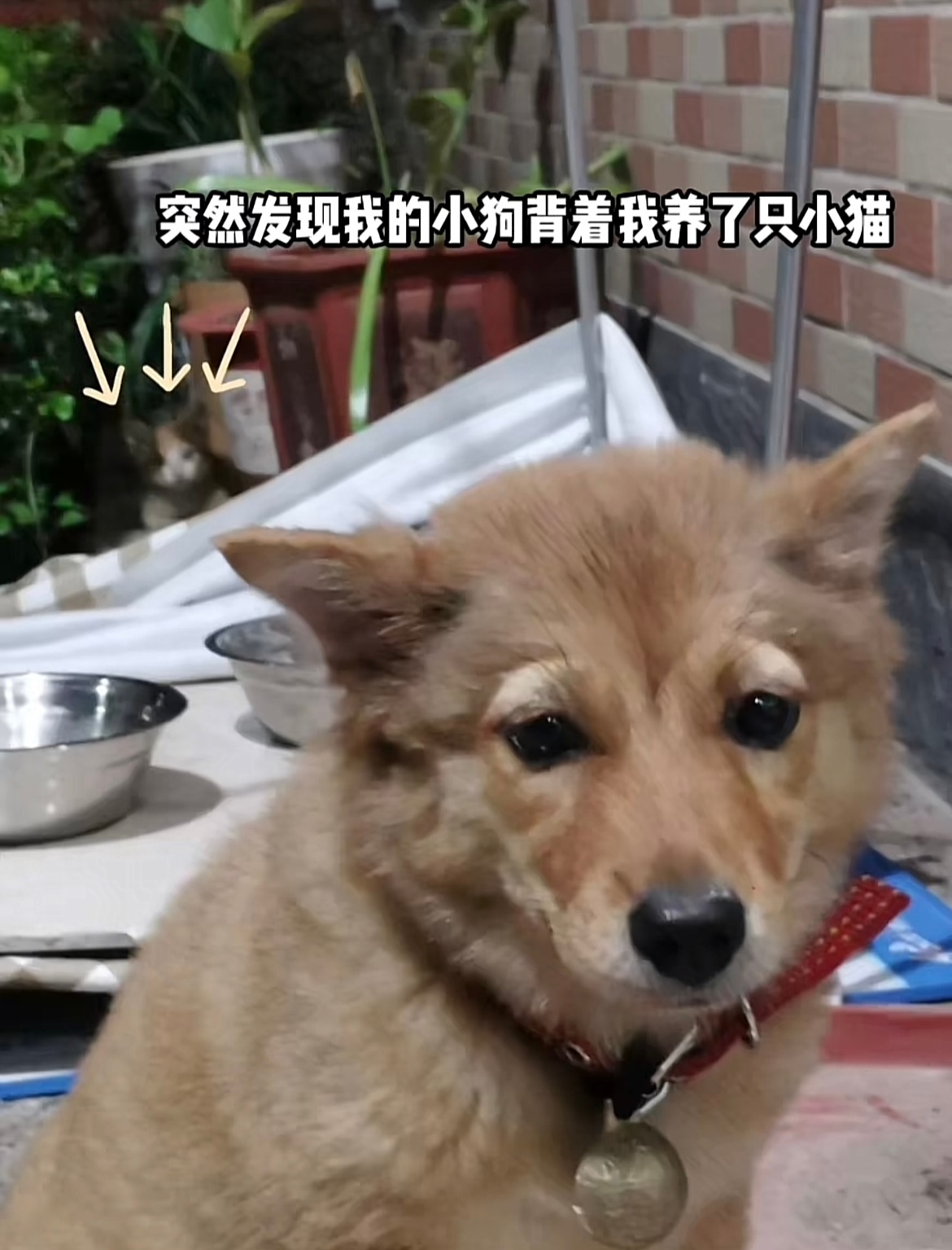 我的小狗背着我养了只小猫 ​​​