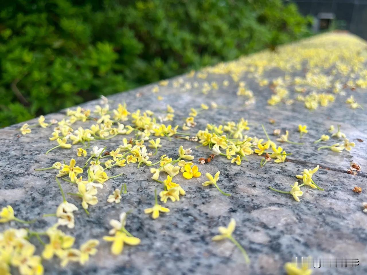 #分享你手机中的花花草草#最近上海满地桂花，整座城市都弥漫在芬芳中，若是正好在经