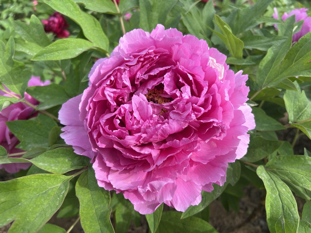 颐和园附近的牡丹正在盛开，国色天香，美丽极了！