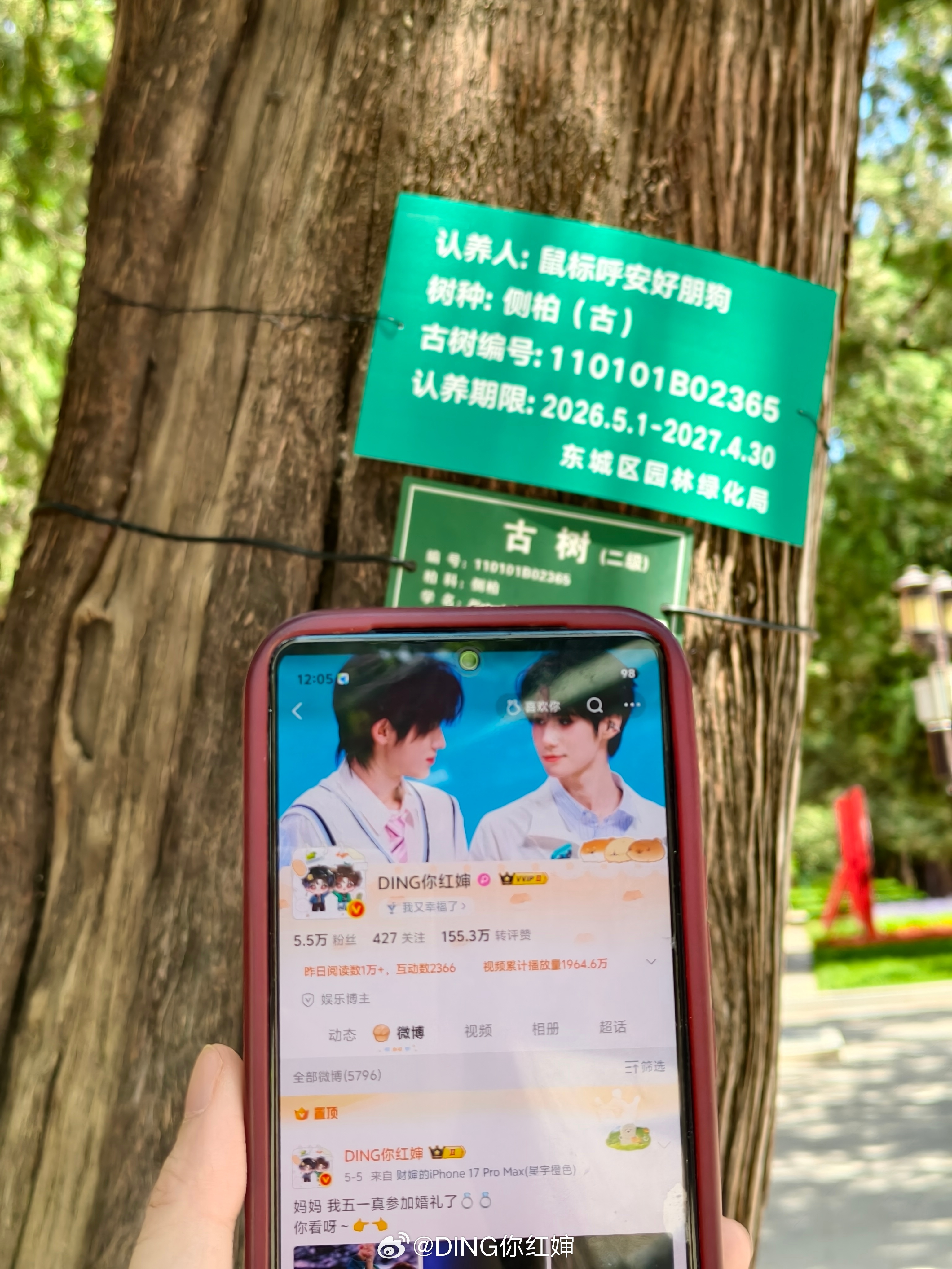 新的春夏会有新的圆满🌳🌳端午将再去亲眼看看感谢公主拍摄新树牌🫶🏻☺️拍的