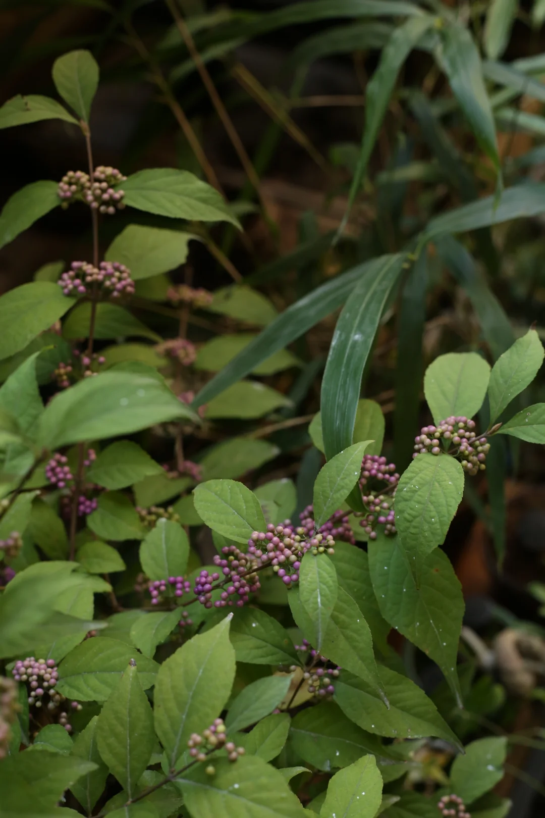 紫珠开始上色了
