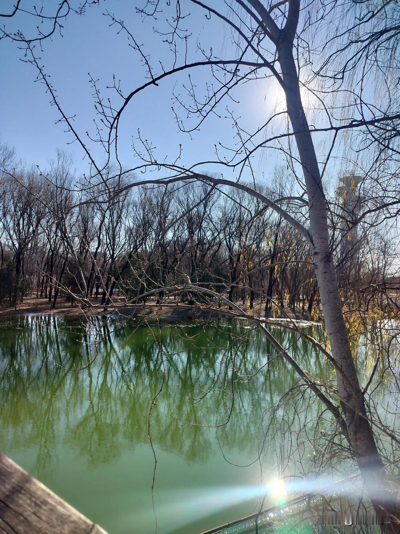 蓝天碧水，泛黄的树叶在微风中摇曳着，太美了