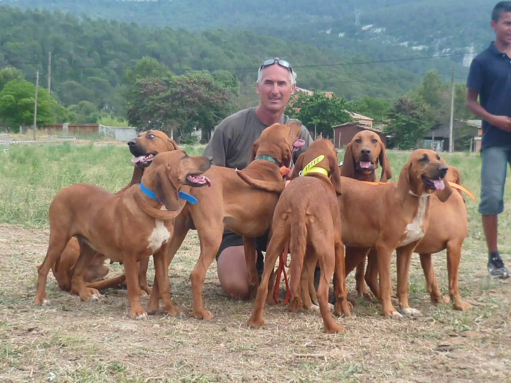 法国🇫🇷圣巴姆红犬