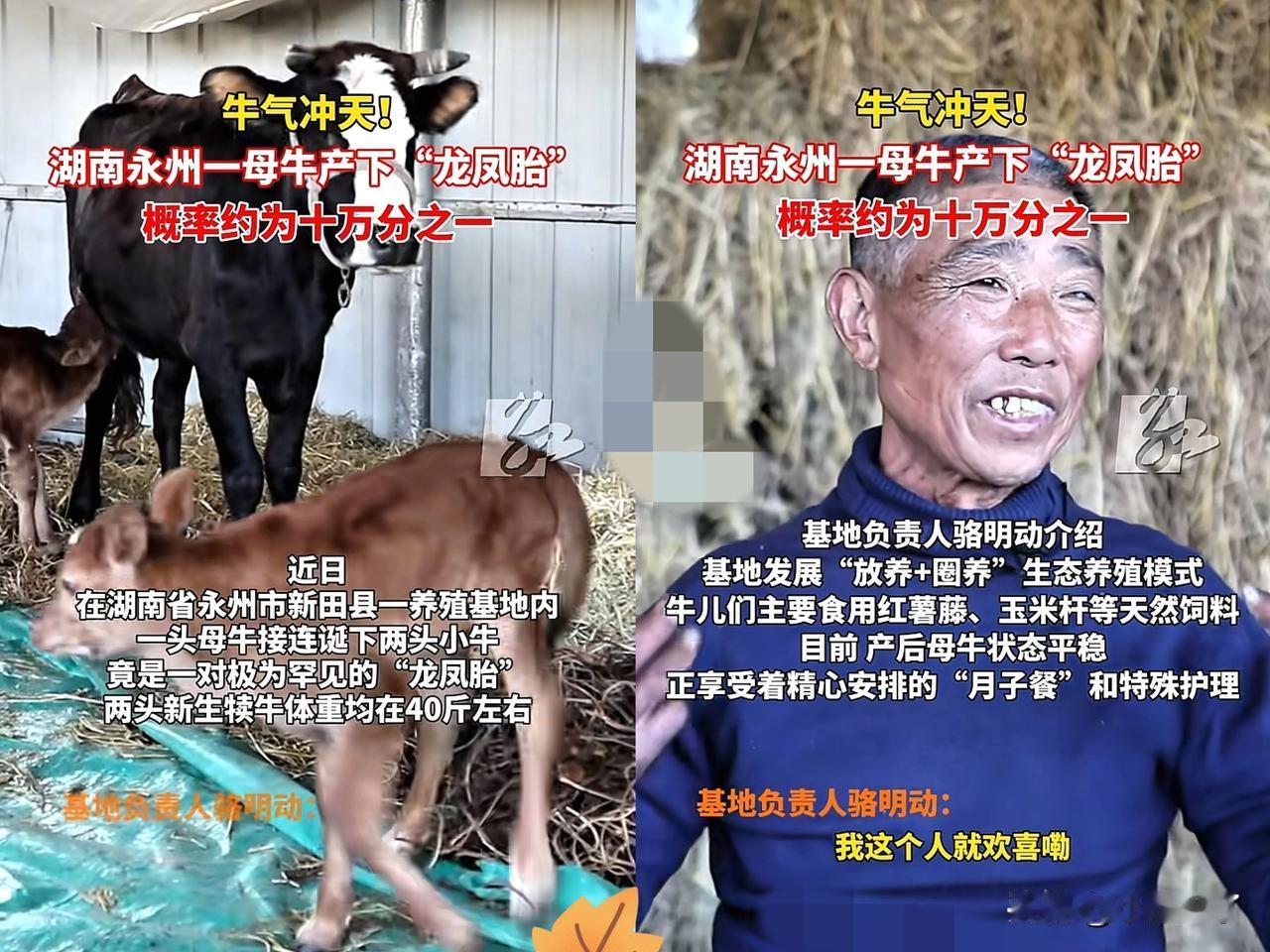“太意想不到了！”湖南，一大叔家养牛基地上演了“惊喜加倍”的一幕，一头母牛前一晚