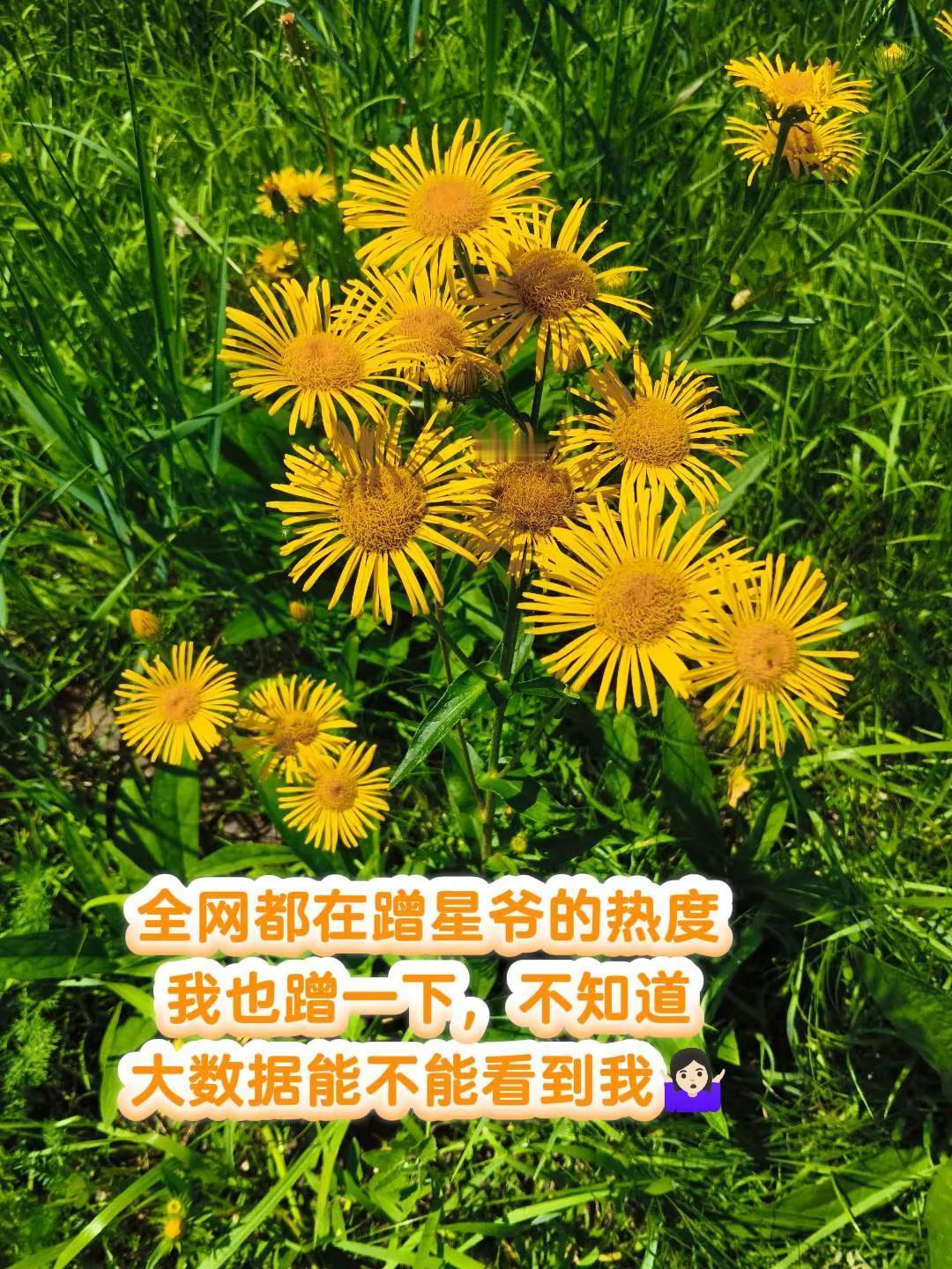 星爷的功夫女足太火了，可惜还没看，如果蹭上热度了，马上充会员去看。黄花蒲公英 自