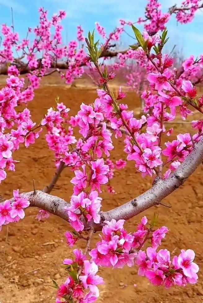 朵朵桃花枝上开，
蜜蜂彩蝶翩翩来，
请友续添尾佳句，
………？

上联：花红春柳