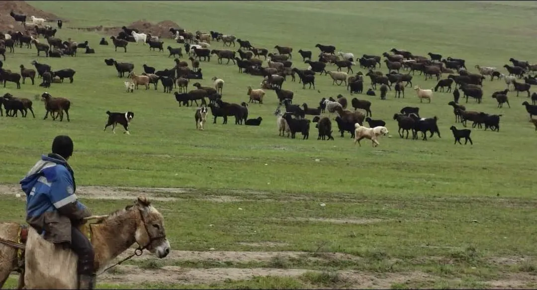牧羊犬  保护自己的羊群， 古老的本能。 每个牧羊人都知道 没有狗是没...