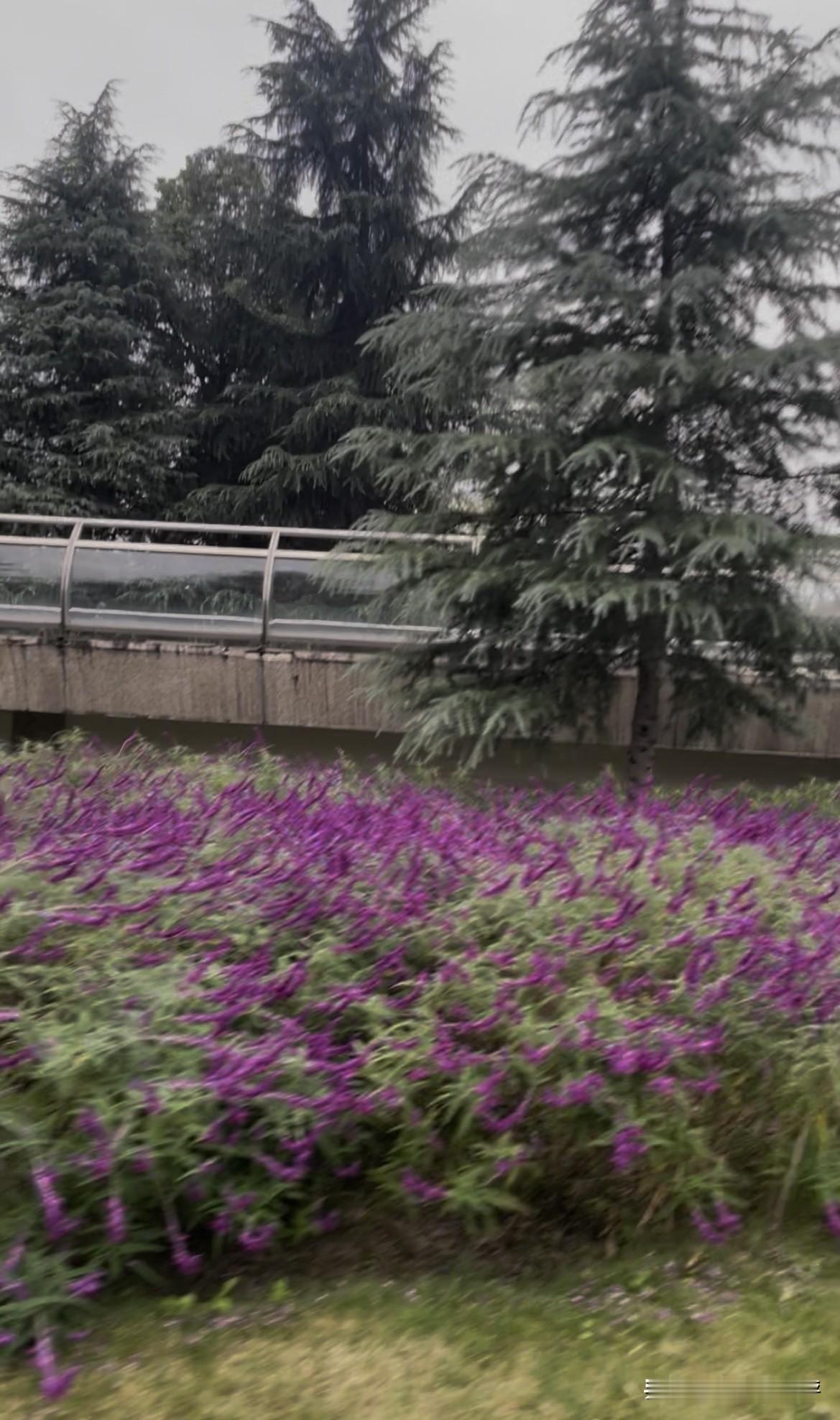 盛开的小紫花，和绿色的树，交相辉映，相互为景。