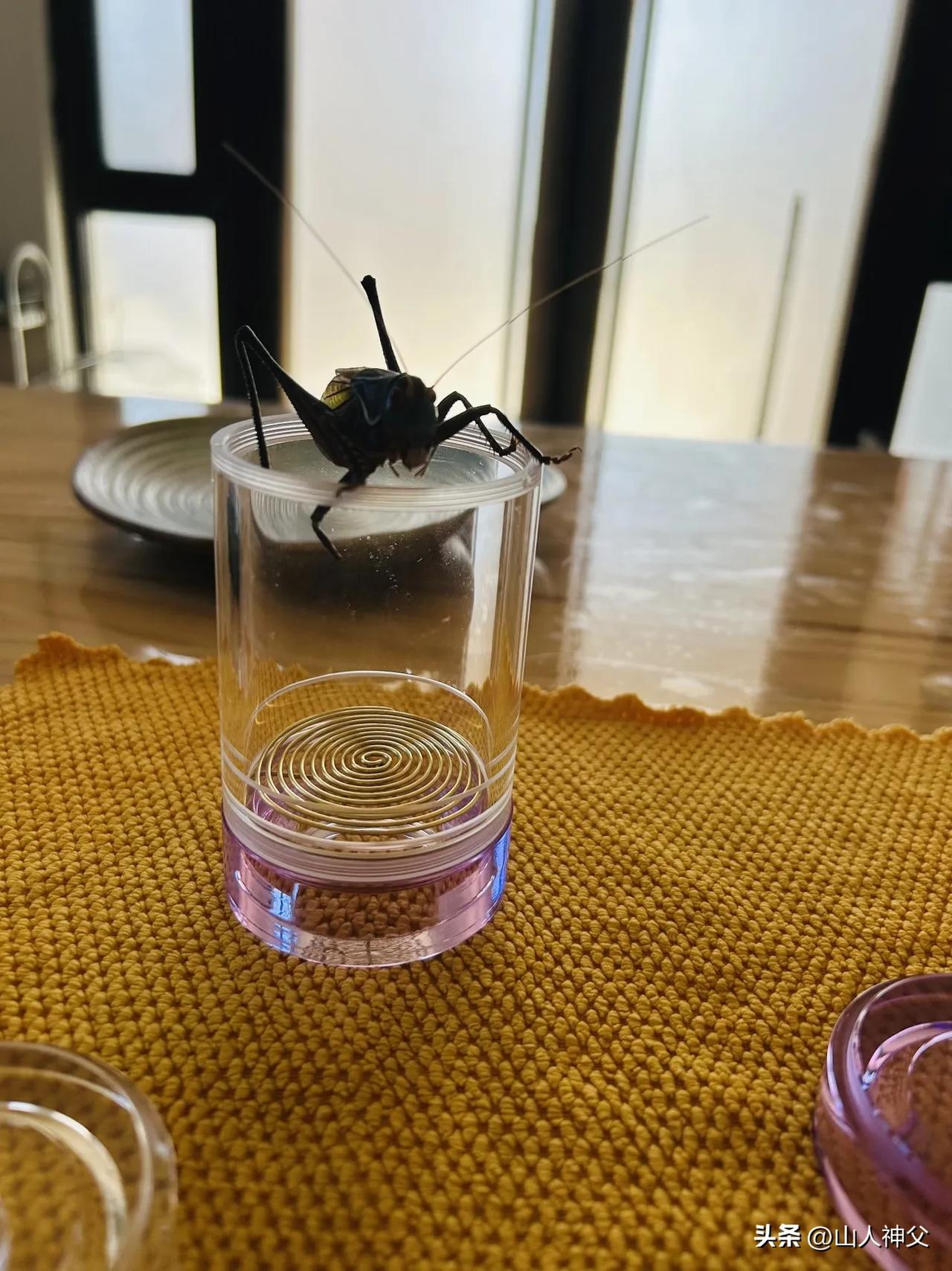 铁皮山青